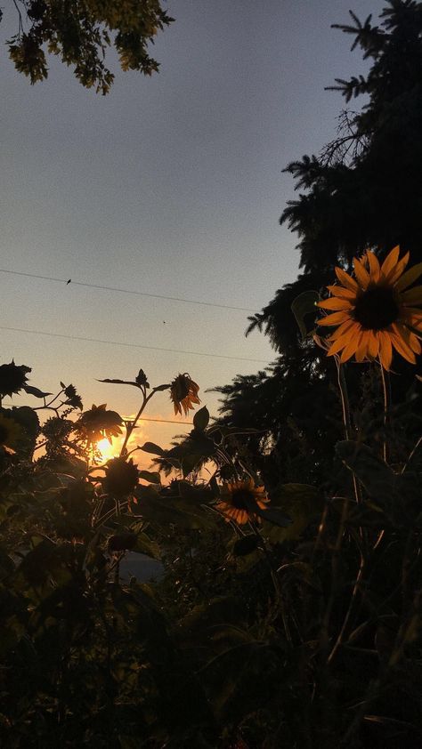 Elisha Core, Sweet Summertime, Summer Sunset, Sky Aesthetic, Nature Photography, Sunflower, Flowers, Photography, Quick Saves