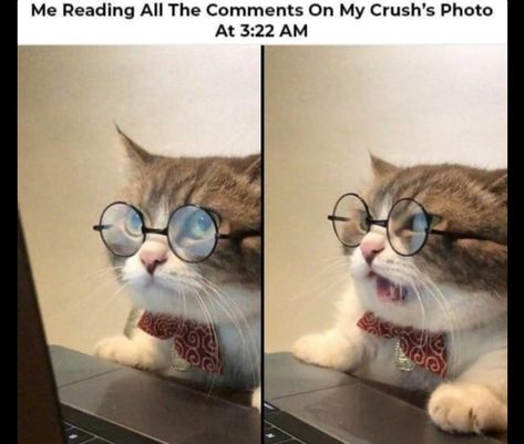 Wearing Glasses, A Cat, Laptop, Computer