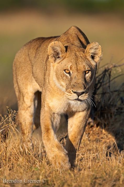 Lion on the Move-Wildfire Okavango Delta Botswana, Buffalo Animal, Female Lion, Lion Photography, Lions Photos, Lion And Lioness, Lion Love, Okavango Delta, Cat Reference