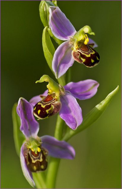 Bee Orchid Flower, Bee Orchid, Orchid Varieties, Rare Orchids, Industrial Waste, Exotic Orchids, Large Numbers, Bee On Flower, Unusual Flowers