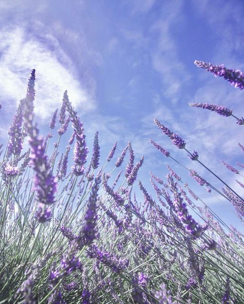 Purple Flowers Lavender, Lavender Flowers Aesthetic, Lavender Aesthetic Flower, Lavender Flower Aesthetic, Lavender Nature, Soft Flowers, Dusty Lilac, Flower Dance, Lavender Aesthetic