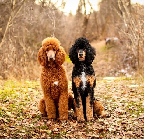 Phantom standard poodle | Royal Ridge Standard Poodles | United States