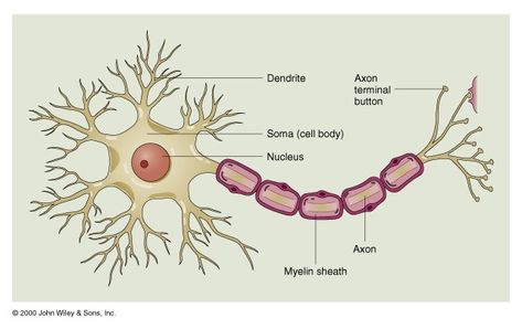 myelin Neuron Diagram, Neuron Model, Myelin Sheath, Biology Drawing, Cells Project, Cell Model, Nerve Health, Brain Anatomy, Brain Supplements