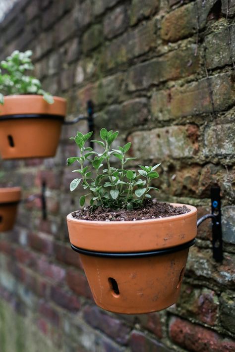 Hanging Plants On Brick Wall Outside, Planters On Brick Wall, Brick Wall Garden Ideas Outdoor, Brick Wall Planters Outdoor, Decorate Brick Wall Outdoor, Brick Wall Outdoor Decor Garden Ideas, Brick Wall Outdoor Decor, Backyard Brick Wall Ideas, Brick Wall Garden Ideas