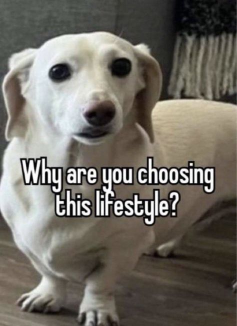 I Know What You Are Dog, Funny Whispers, Ur Gay, Hello Kitten, Inspirational Horse Quotes, Weenie Dog, Dog Meme, Reaction Images, Weenie Dogs