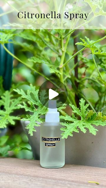 Citronella Plant Care, Diy Citronella, Homemade Bug Spray, Citronella Plant, Bamboo Landscape, Diy Bug Spray, Bug Spray Recipe, Mosquito Spray, Esential Oils