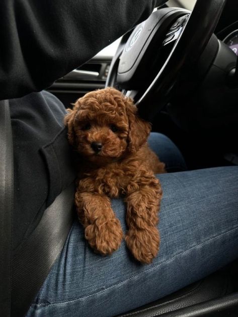 Tea Cup Maltipoo, Ginger Puppy, Red Toy Poodle Puppy, Mini Maltipoo, Teacups Puppies, Mini Poodle Puppy, Tiny Toy Poodle, Holloween Costumes, Puppies Teacup