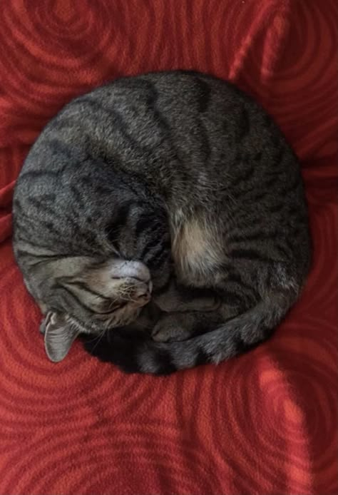 Cat Sleep, Cats Sleeping, Sleeping Cats, Cat Poses, Sleeping Animals, Cat References, Cat Reference, Perfect Circle, Cat Pose