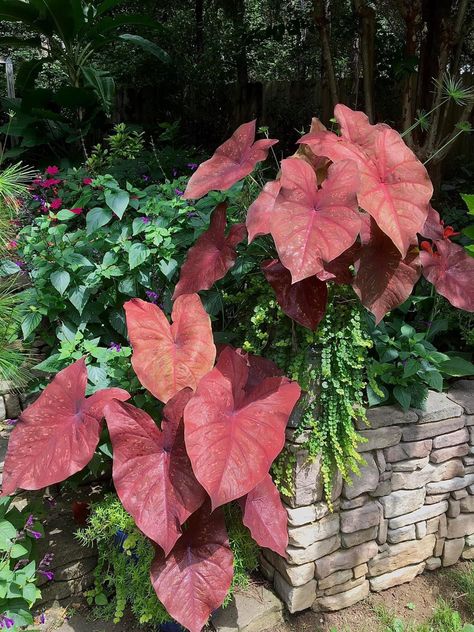 This Caladium Creates a Burning Heart for Your Garden

The Burning Heart Caladium gives you incredible looks through out the day changing as the sun shifts. Read about this unbelievable variety in The Garden Guy’s column. 

https://www.arcamax.com/homeandleisure/gardening/gardeningnews/s-2716864 Live Earth, Burning Heart, Heart To Heart, Flower Names, Botanical Beauty, Fiery Red, Hedges, House Plants, The Sun