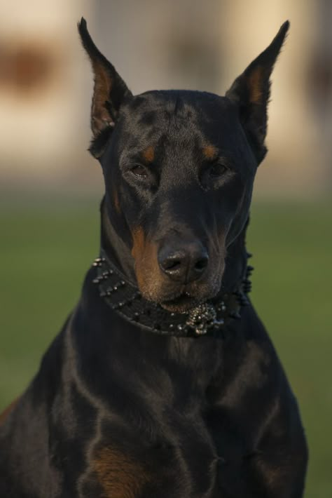 Dog Breeds Aesthetic, Doberman Pinscher Aesthetic, Aesthetic Doberman, Puppy Doberman, European Doberman, Doberman Puppies, Black Doberman, Doberman Pinscher Puppy, Gentle Soul