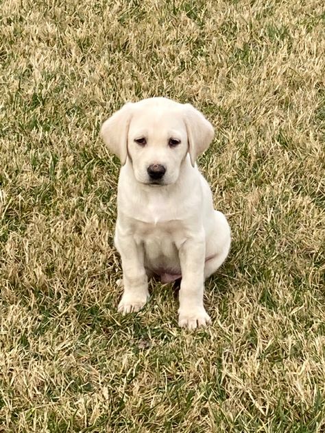 my white labrador retriever sitting in the grass White Lab Puppy, White Labrador Puppy, White Lab Puppies, Golden Lab, English Labrador, Yellow Lab Puppies, White Labrador, Yellow Labs, Florida Life