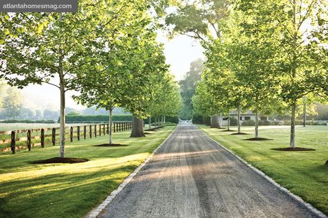 Dream Driveway, Country Driveway, Lined Driveway, Gravel Drive, Driveway Entrance Landscaping, London Plane Tree, Farm Entrance, Tree Lined Driveway, Gravel Driveway