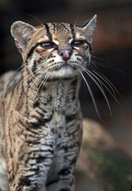 Margay Cat, Black Footed Cat, Small Wild Cats, Sand Cat, Spotted Cat, Cat Profile, Leopard Cat, Cat Whiskers, Cute Wild Animals