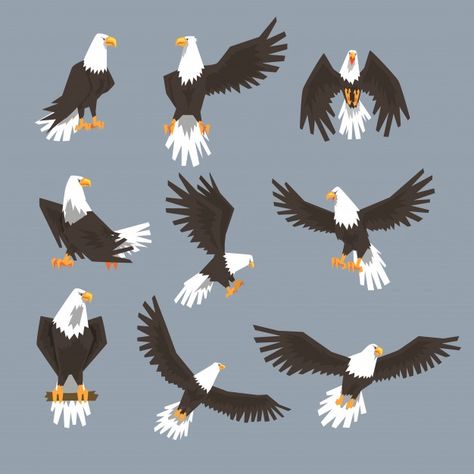 Bald Eagle Images, Eagle Image, Bald Eagle Flying, Eagle Cartoon, Eagle Illustration, Cartoon Silhouette, Eagle Face, Background Grey, Eagle Flying