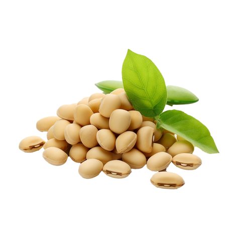 AI generated Soya beans isolated on transparent background Beauty Salon Posters, Soya Bean, Instagram Dp, Tree Saw, Wedding People, Cityscape Photos, Nature Backgrounds, Heart With Arrow, Background Banner