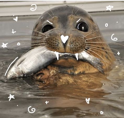 Widget Brown, Cool Sea Creatures, Questioning Reality, Aquarium Pictures, A Seal, Underwater Creatures, Aquatic Animals, Silly Animals, Marine Animals