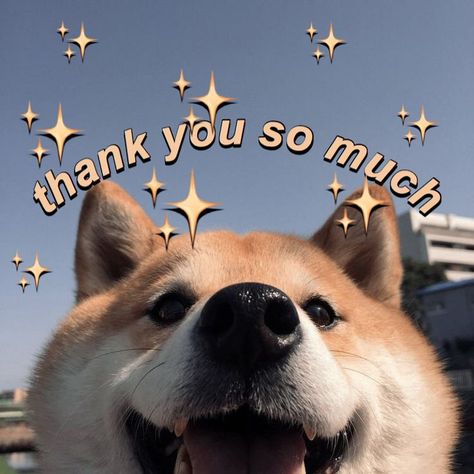 #meme #wholesome #wholesomememes #shibainu Wholesome Pictures, Malamute Puppies, Response Memes, Husky Puppies, Cute Love Memes, Snapchat Funny, You Meme, Alaskan Malamute, Cute Memes