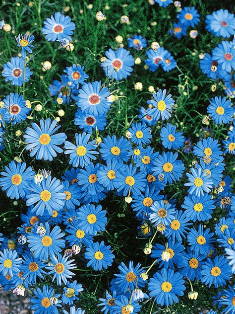 Blue Flowers Garden, Flower Garden Plans, Everything Is Blue, Blue Plants, Nothing But Flowers, Wallpaper Nature Flowers, Blue Garden, Annual Flowers, Japanese Flowers