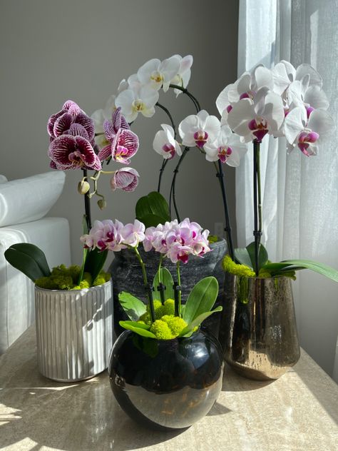 Orchid Living Room, Orchid Home Decor, Orchid Bedroom, Pink Orchids Centerpiece, Orchid Decor, Silk Orchids Arrangements, Potted Orchid, Indoor Orchids, Orchid Plant Care