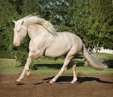 Cremello's are so beautiful they have to be my most favourite colour horse ever <3 Brumby Horse, Lusitano Horse, Akhal Teke Horses, Horse Pics, Andalusian Horse, Most Beautiful Horses, All The Pretty Horses, Horse Equestrian, White Horses