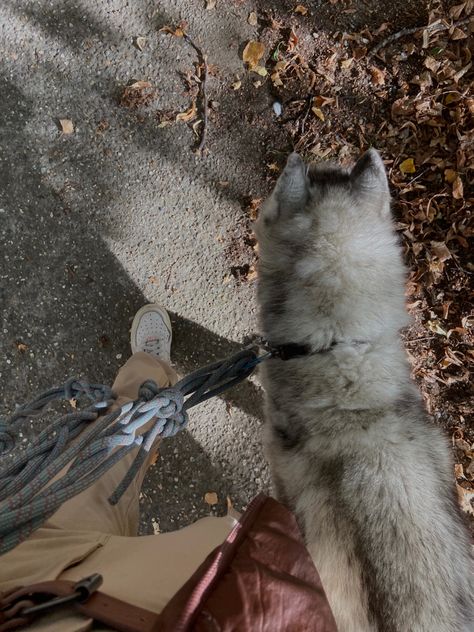 #aesthetic #autumn #walking #husky #brown #leaves Husky Aesthetic, Husky Brown, University Aesthetic, Aesthetic Animals, Toxic Men, White Husky, 2024 Moodboard, Boy Walking, Brown Leaves