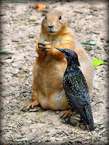 Sure looks good | Flickr - Photo Sharing! Unusual Animal Friendships, Regnul Animal, Cele Mai Drăguțe Animale, Animal Sounds, Animals Friendship, Unusual Animals, Haiwan Peliharaan, Cute Animal Pictures, On The Ground