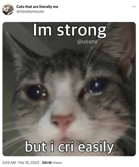 "Cats that are literally me:" Series Of Cat Tweets & Memes That Hit A Little Too Close To Home - I Can Has Cheezburger? I Miss My Boyfriend, Cute Cat Memes, Silly Cats Pictures, Cat Icon, Cute Memes, Funny Cute Cats, Silly Cats, Literally Me, Animal Memes