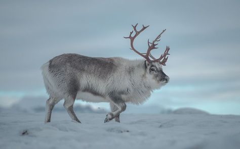 Svalbard Reindeer, Deer Species, Baby Reindeer, Very Cute Dogs, Sleigh Ride, Weird Animals, Cute Cats And Dogs, Forest Animals, Christmas Animals