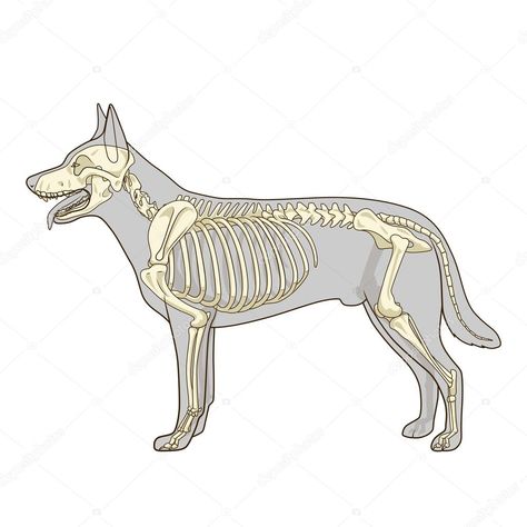 Download - Dog skeleton veterinary vector illustration — Stock Illustration #87673828 Veterinary Illustration, Bones Illustration, Picture Of Dog, Animal Skeleton, Skeleton Dog, Illustration Dog, Skeleton Drawings, Dog Anatomy, Dog Advice