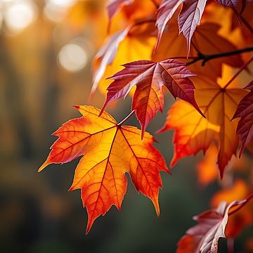 autumn leaves,photography,maple,autumn,fall,autumn wallpaper,autumn background,fall season,september,october,november,fall leaves,fall wallpaper,green plant,background leaf,green leaf,leaf wallpaper,green nature,plant wallpaper,autumn forest,leaf,foliage,background nature,plant,botany,forest,green,bg orange,background forest,red yellow,beautiful forest,aesthetic background,background green,orange yellow,nature,orange wallpaper Beautiful Forest Aesthetic, Forest Aesthetic Background, Fall Leaf Aesthetic, Autumn Leaf Photography, Wallpaper Green Nature, Green Plant Background, Fall Autumn Wallpaper, Green Bg, Foliage Background