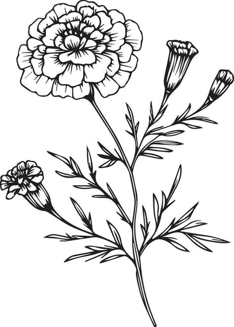 Black And White Wildflower Drawing, Marigold Flower Bouquet, Flower Bouquet Drawings, Marigold Outline, Flower Free Printable, October Birth Flower Tattoo Marigold, Marigold Flower Drawing, Marigold Drawing, Drawing October