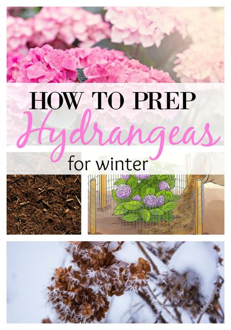 Winter Landscaping, Pruning Hydrangeas, Hydrangea Landscaping, Garden Prepping, Hydrangea Care, Growing Hydrangeas, Hydrangea Garden, Planting Hydrangeas, Garden Cottage