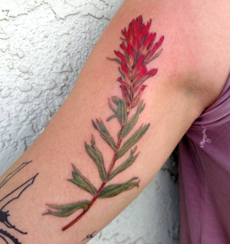 Indian Paintbrush for Sam! Loving doing these photo realistic flowers! @divinity_tattoo_az . . . . . #divinitytattooprescott #tattoo… Indian Paintbrush Flowers Tattoo, Kk Tattoo, Divinity Tattoo, Indian Paintbrush Tattoo, Fireweed Tattoo, Paintbrush Tattoo, Aries Style, Flower Tats, Indian Paintbrush Flowers