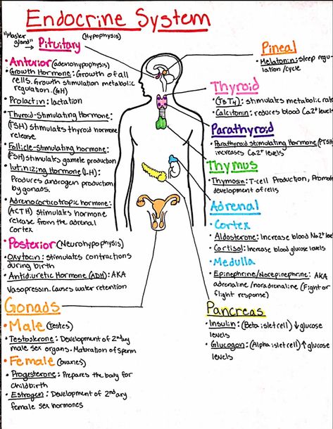 Nursing Follow me for more! Geriatric Nursing, Nursing School Studying Cheat Sheets, Study Things, Medical Assistant Student, Nurse Study, Basic Science, Nursing School Essential, Nursing Life, Nursing School Motivation