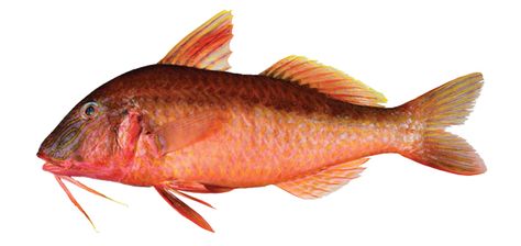 Red mullet Mullet Fish, Red Mullet, Reduce Thigh Fat, Start A Diet, Exercise To Reduce Thighs, Natural Juices, Bowl Of Soup, Goats, Fish Pet