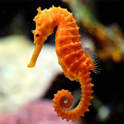 Exotic Fish, Orange Seahorse, Colorful Seahorse, Seahorse Art, Underwater Animals, Beautiful Sea Creatures, Water Animals, Underwater Creatures, Sea Dragon