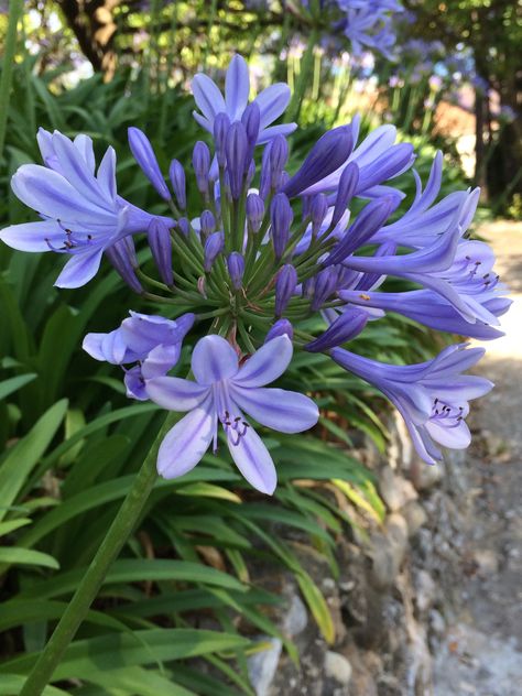 Agapanthus Agapanthus Africanus, Magical Cottage, African Lily, Purple Heart, My Flower, Daffodils, Beautiful Flowers, Garlic, Wedding Planning