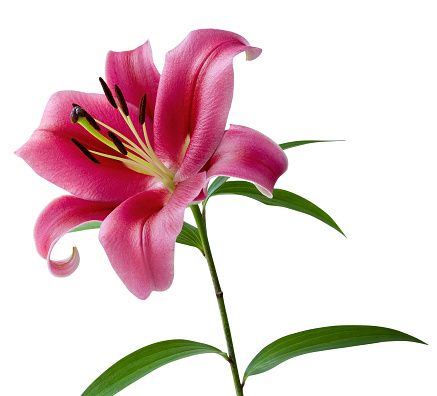 Daylily Flower, Flower Draw, Pink Lily Flower, Flower Watercolour, Lilly Flower, Rose Belle, Red Lily, Red Blossoms, Stargazer Lily