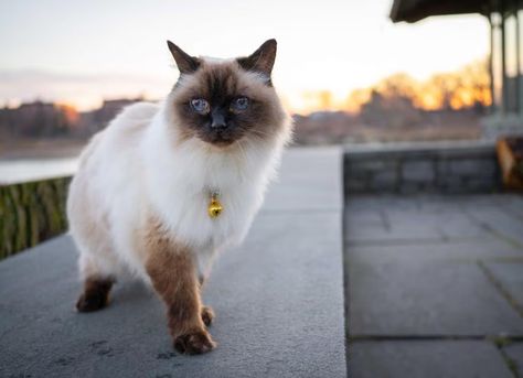 Balinese cats are often called long-haired Siamese cats thanks to their colorpoint markings and fluffy coat. Learn how to care for Balinese kittens and cats here. Balinese Kittens, Balinese Cat, Hypoallergenic Cats, Cat Allergies, Fluffy Coat, Senior Cat, Sugar Glider, Senior Dog, Cat Care