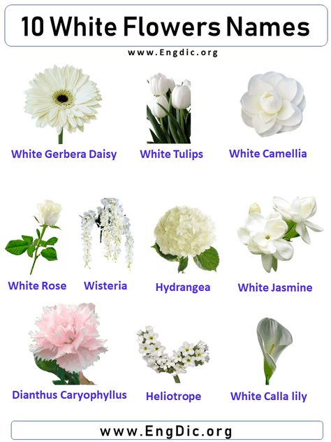 10 White Flowers Names, Flower names with pictures The white flower is often associated with purity, innocence, and new beginnings. There are many different types of white flowers, and each one has its own unique name. Here are ten of the most popular white flowers: White Flower Names List White Rose White Jasmine White Tulips Hydrangea White Gerbera Daisy White Calla lily Dianthus Caryophyllus Wisteria Heliotrope White Camellia White Flower Names with Pictures White Rose White Rose is a common White Flower Combinations, Different White Flowers, Unique Flowers Names, White Flowers Types, White Flowers With Names, Unique White Flowers, Different Types Of White Flowers, Names Of Flowers With Pictures, Name Of Flowers