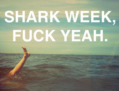 basically, social life goes to shit this week. not ashamed. Shark Week Quotes, Shark Week Funny, Shark Week Party, Save The Sharks, Shark Bait, Shark Lover, Shark Fishing, Life Aquatic, Shark Party