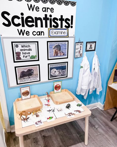 Dive into the fascinating world of animal adaptations with the new Fur Science Center! Calling all young scientists to explore the wonders of fur through hands-on, interactive play. 👩‍🔬🔬 Create an immersive learning experience with our engaging materials, carefully designed for preschool minds: 📚 Teacher Planning Pages and Guiding Questions 🌈 Brightly Colored Reference Photos 🔤 Vocabulary Cards with Tracing Practice (fur, warmth, waterproof, camouflage, whiskers, fleece) 📋 Language Board 🐻 ... Science Areas For Preschool, Science Area Classroom, Science Corner Preschool, Discovery Center Preschool Ideas, We Are Scientists Preschool, Preschool Science Center Ideas, Preschool Science Center, Science Center Preschool Set Up, Early Childhood Science