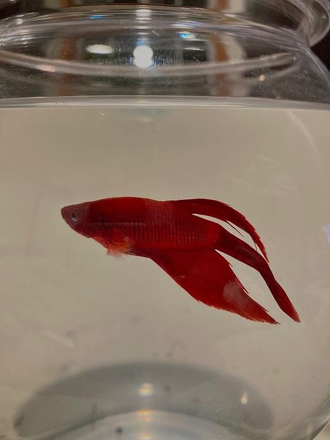 Red fish:Bettas Red Beta Fish, Red Betta Fish, Betta Fish Tattoo, Beta Fish, Red Fish, Betta Fish, Fish Tank, Fish, Red