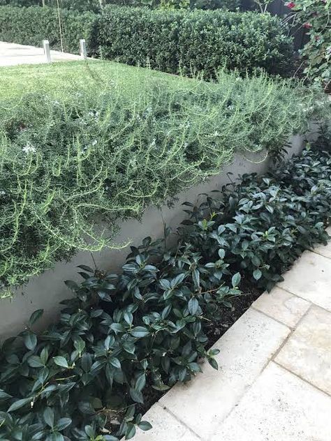 https://encrypted-tbn0.gstatic.com/images?q=tbn:ANd9GcRnQW8J2yimJA5OXbUI_ufaGZIxjEzCTa0eMLhckBtcLSa4JfPIOMpZv8w&s=10 Plants In Front Of Retaining Wall, Star Jasmine Ground Cover Front Yards, Star Jasmine Ground Cover, Jasmine Ground Cover, Asian Jasmine, Plant Palette, European Landscape, Garden Corner, Sustainable Gardening