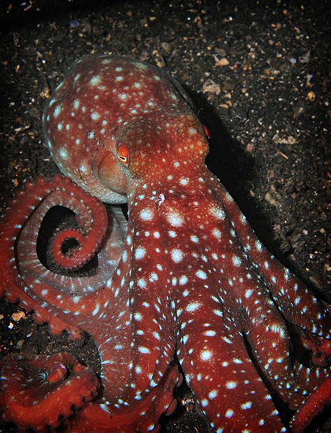 Octopus Mouth, Octopus Beak, Octopus Photography, Octopus Pictures, Foto Macro, Red Octopus, Molluscs, Deep Sea Creatures, Octopus Art