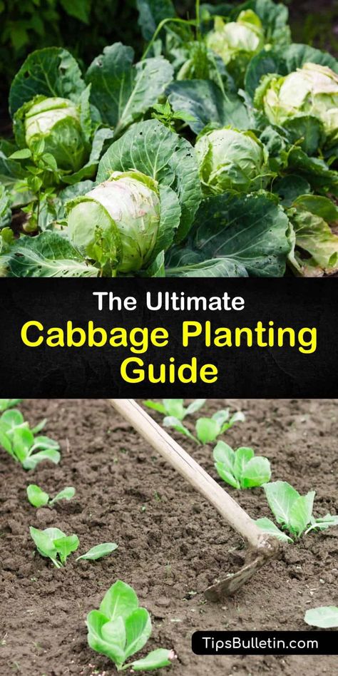 Learn how to plant cabbage heads in your vegetable garden with the proper spacing, soil type, sunshine, and water. Red, green, Savoy, and Napa are four cabbage varieties that are all easy to grow as long as you protect them from aphids and cabbage loopers. #howto #plant #cabbage #grow Growing Cabbage, Cabbage Varieties, Types Of Cabbage, Cabbage Plant, Cabbage Seeds, Small Cabbage, Soil Type, Cabbage Head, Vegetable Benefits