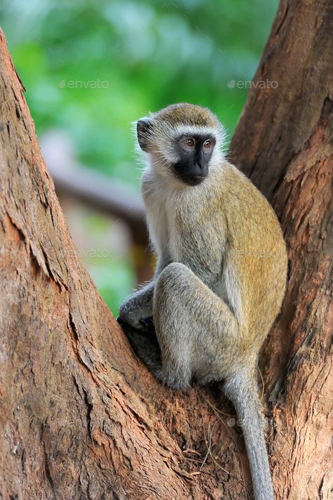 Tree Monkey, Monkey Species, Vervet Monkey, Small Monkey, Jungle Monkey, Africa Photography, Travel Tree, Wildlife Reserve, Great Ape