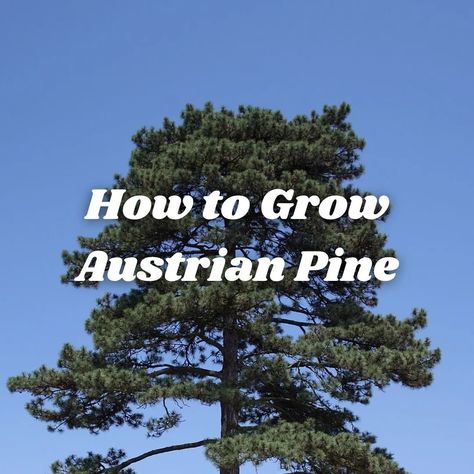 How to Grow Austrian Pine ("Pinus nigra") - Dengarden Austrian Pine Tree, Austrian Pine, Garden 2023, Exotic Fruit, Circle Of Life, Growing Tree, New Growth, Pine Tree, Getting To Know You