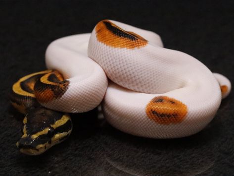 Snake Asethic, White Snake Red Eyes, Yellow Snake Aesthetic, Yellow And White Snake, Orange Snake, Paint Inspo, Beautiful Snakes, Smiley Face, Snakes