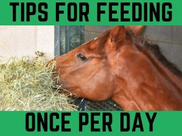 Diy Horse Slow Feeder Hay, Slow Hay Feeder For Horses Diy, How Much Hay To Feed A Horse, Horse Slow Feeder Ideas, Diy Horse Feeder Hay, Horse Hay Feeder Ideas, Slow Hay Feeder For Horses, Horse Hay Feeder Diy, Slow Feeders For Horses